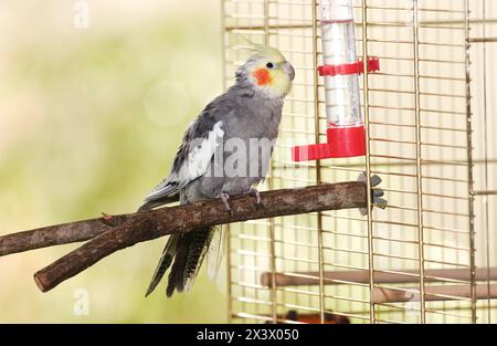 Kakatiel (Nymphicus hollandicus), trinken von einem röhrenförmigen Trinker Stockfoto