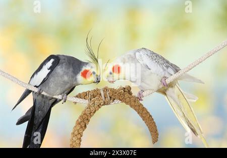 Kakatiel (Nymphicus hollandicus). Zwei Vögel an einem Seil, die Hirse essen. Deutschland Stockfoto