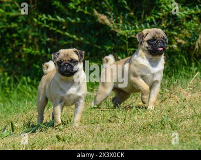 Portrait von zwei hübsche Mops Hunde in der freien Natur. Stockfoto