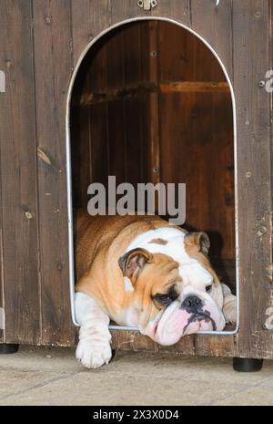 Porträt der englischen Bulldogge im Hundehaus. Stockfoto