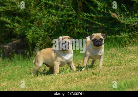 Portrait von zwei hübsche Mops Hunde in der freien Natur. Stockfoto