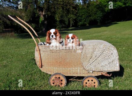 Porträt von zwei Cavalier King Charles Hunde in Wicker Stroller. Stockfoto