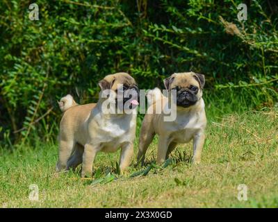 Portrait von zwei hübsche Mops Hunde in der freien Natur. Stockfoto