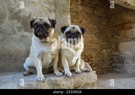 Portrait von zwei hübsche Mops Hunde in der freien Natur. Stockfoto