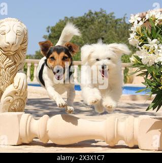 Maltese und Jack Russell Terrier springen über eine liegende Säule Stockfoto