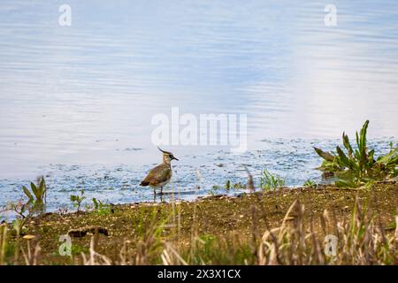 (Vanellus vanellus) sitzt auf dem Boden in der Nähe eines Sees. Stockfoto