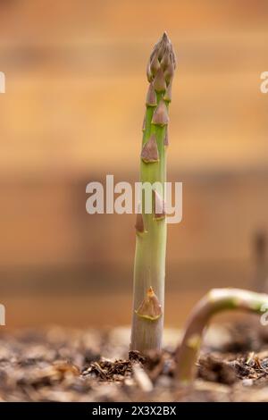 Grüne Spargel wachsen in einem schottischen Garten Stockfoto