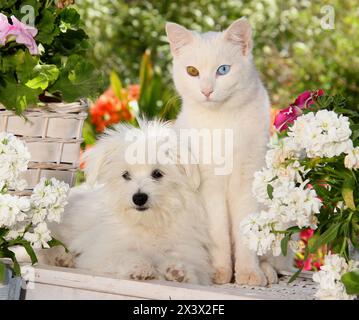 Maltesische und wWeiße Erwachsene Katze mit Augen unterschiedlicher Farbe, die auf einer Bank im Garten sitzen. Spanien Stockfoto