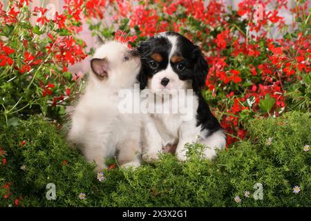 Tierfreundschaft zwischen Birmankatze und Kavalierkönig Charles Spaniel: Kätzchen schnüffelt an einem Welpen, der daneben sitzt. Deutschland Stockfoto