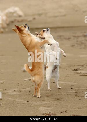 Porträt von zwei süßen chihuahua Hunden im Freien am Strand. Stockfoto