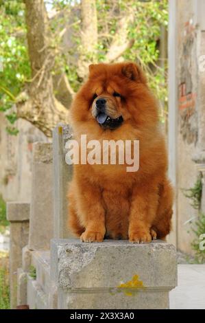 Portait von Chow Chow Hund, Canis Lupus familiaris. Stockfoto