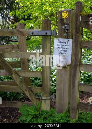 April 2024: Hunde Wanderer Warnschilder und Sicherheitshinweise in den Wäldern oberhalb des Somerset Dorfes Cheddar. Stockfoto