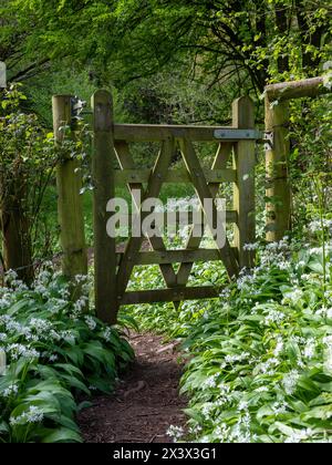 April 2024: Passieren Sie das Tor und wandern Sie durch den wilden Knoblauch in den Wäldern oberhalb des Somerset Dorfes Cheddar. Stockfoto