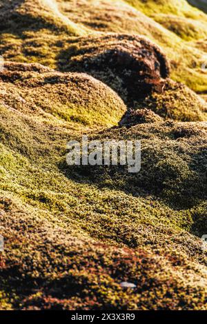 Eine Nahaufnahme von einem Stück Moos mit ein paar Felsen. Das Moos ist grün und gelb, und die Felsen sind braun. Das Bild hat eine friedliche und natürliche fe Stockfoto