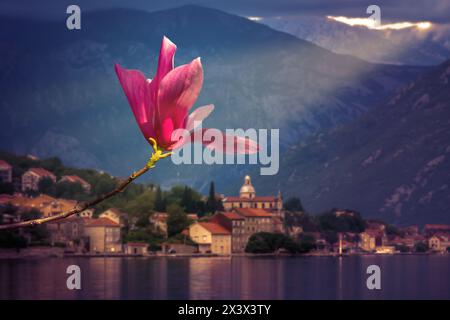 Nahaufnahme einer rosa Magnolienblume in voller Blüte vor einem blauen Berg bei Sonnenuntergang. Stockfoto