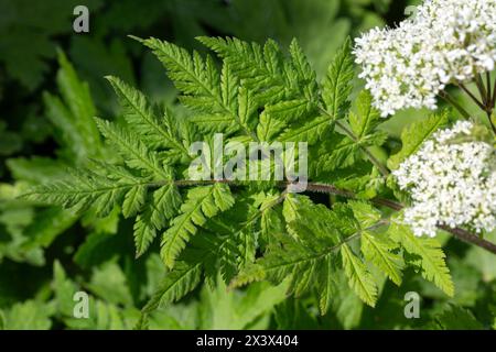 Nahaufnahme der Blätter der süßen cicely (Myrrhis odorata) in einem Garten im Frühling Stockfoto