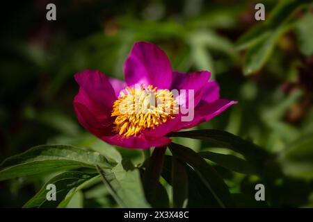 Nahaufnahme einer einzigen Blume von Paeonia anomala in einem Garten im Frühling Stockfoto