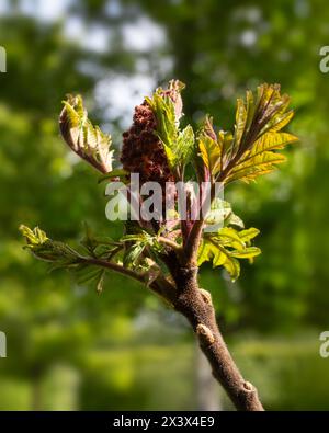Nahaufnahme eines neuen Wachstums auf Rhus x pulvinata 'Rote Herbstspitze' in einem Garten im Frühjahr Stockfoto