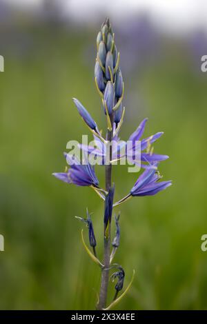 Nahaufnahme einer einzelnen Blume von Camassia leichtlinii in einem Garten im Frühling Stockfoto