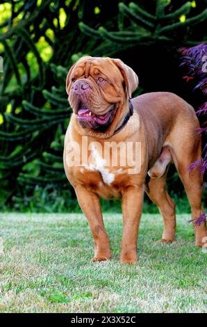 Bordeauxdogge draussen auf einer Wiese. Stockfoto