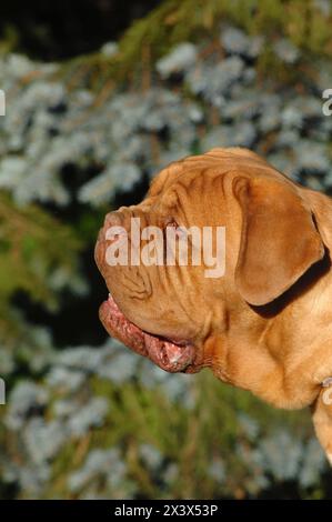Bordeauxdogge draussen auf einer Wiese. Stockfoto