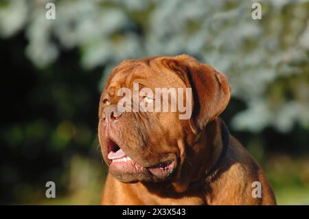 Bordeauxdogge draussen auf einer Wiese. Stockfoto