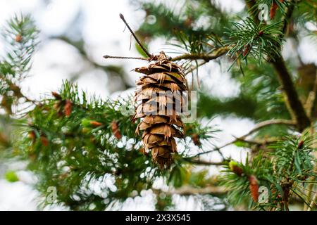 Grüner Douglasienzweig mit Oregon-Kiefernkegel. Nadelbaum im wilden Wald. Pseudotsuga menziesii im Kiefernholz Stockfoto