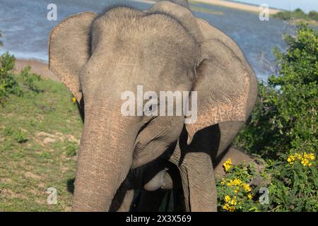 Indische Elefanten in natürlicher Umgebung. Spaziergänge am Ufer eines Teichs an einem sonnigen Tag Stockfoto