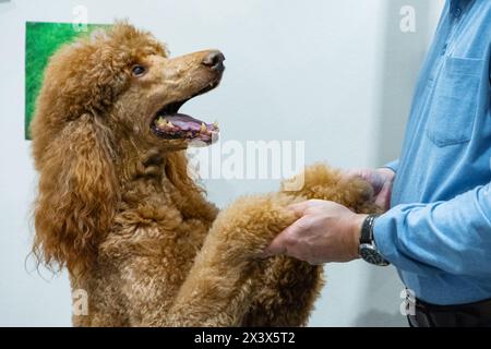 Roter Königspudel großer Hund in Kontakt mit einer nicht erkennbaren Person steht auf seinen Hinterbeinen Stockfoto