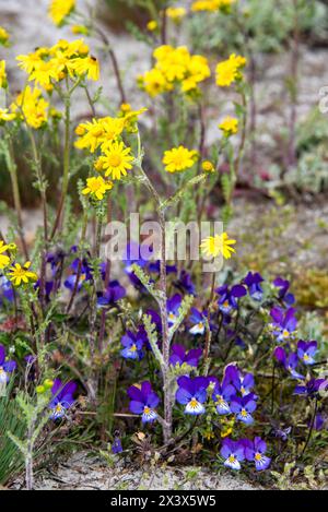 Dünen-Stiefmütterchen Viola tricolor curtisii und gelbe Geiskräuter Senecio Flora Ostseestrand *** Dune Stiefmütterchen Viola tricolor curtisii und gelbes geiskraut Senecio Flora Ostseestrand 20240428-DSC 7232 Stockfoto