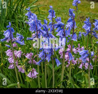 Frankreich, Garten, lila und rosa Glockenblumen im Frühling Stockfoto