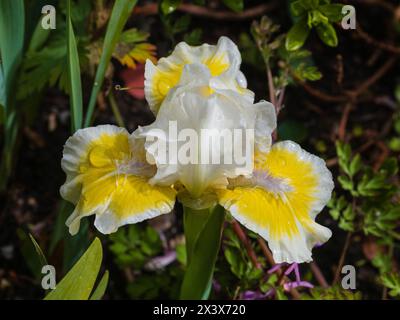 Gelbe d weiße Blume der harten, ausdauernden Frühlingsblühenden Standard Zwergbärtige Iris, Iris „Captive Sun“ Stockfoto