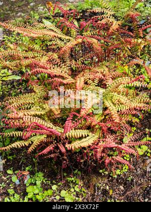 Bronzeblattwerk des Hardy Perennial Northern Maidenhair Farns, Adiantum aleuticum 'japonicum' Stockfoto