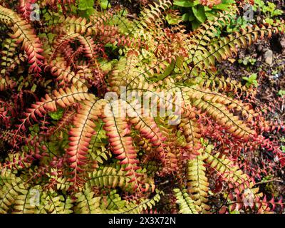 Bronzeblattwerk des Hardy Perennial Northern Maidenhair Farns, Adiantum aleuticum 'japonicum' Stockfoto