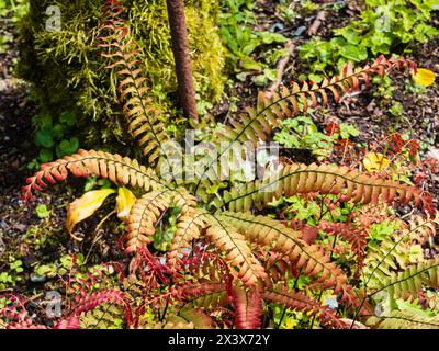 Bronzeblattwerk des Hardy Perennial Northern Maidenhair Farns, Adiantum aleuticum 'japonicum' Stockfoto