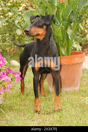 Porträt eines Manchester Terrier Hundes (Canis Lupus familiaris). Stockfoto