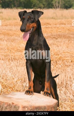 Porträt eines Manchester Terrier Hundes (Canis Lupus familiaris). Stockfoto