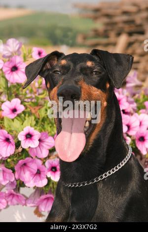 Porträt eines Manchester Terrier Hundes (Canis Lupus familiaris). Stockfoto