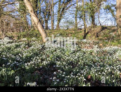 Schneeglöckchen, Galanthus nivalis, in Waldhecke, Canons Ashby, England, UK Stockfoto