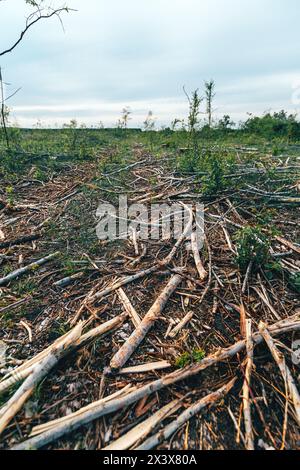 Abholzung, ausgedehnte Landschaft des ehemaligen Waldes mit Baumstümpfen und Ästen nach dem Abholzen von Bäumen, selektiver Fokus Stockfoto