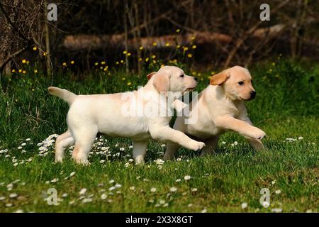 Porträt zweier Welpen gelber Labrador im Freien. Stockfoto
