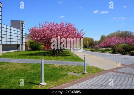 Blühende Magnolia soulangeana an der Stony Brook University in Stony Brook, New York, Suffolk County, auf Long Island Stockfoto