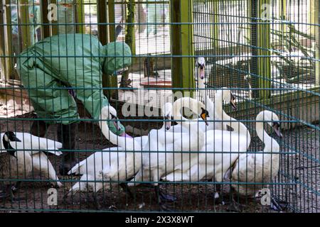 Hattingen, Deutschland. April 2024. Ein Helfer fängt einen Schwan während einer Tierseuchenübung. In Zusammenarbeit mit anderen Bezirken probt der Landkreis Ennepe-Ruhr, was im Falle eines Ausbruchs der Vogelgrippe zu tun ist. Quelle: Christoph Reichwein/dpa/Alamy Live News Stockfoto