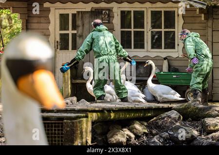 Hattingen, Deutschland. April 2024. Zwei Helfer erschießen einige Schwäne und Enten während einer Tierseuchenübung in ein Gehege. In Zusammenarbeit mit anderen Bezirken probt der Landkreis Ennepe-Ruhr, was im Falle eines Ausbruchs der Vogelgrippe zu tun ist. Quelle: Christoph Reichwein/dpa/Alamy Live News Stockfoto