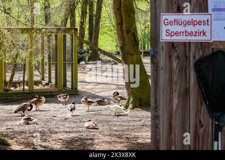 Hattingen, Deutschland. April 2024. Während einer Tierseuchenübung hängt ein Warnzeichen für Vogelgrippe. In Zusammenarbeit mit anderen Bezirken probt der Landkreis Ennepe-Ruhr, was im Falle eines Ausbruchs der Vogelgrippe zu tun ist. Quelle: Christoph Reichwein/dpa/Alamy Live News Stockfoto