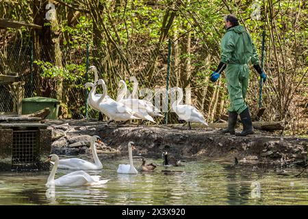 Hattingen, Deutschland. April 2024. Ein Helfer schiebt einige Schwäne und Enten während einer Tierseuchenübung in ein Gehege. In Zusammenarbeit mit anderen Bezirken probt der Landkreis Ennepe-Ruhr, was im Falle eines Ausbruchs der Vogelgrippe zu tun ist. Quelle: Christoph Reichwein/dpa/Alamy Live News Stockfoto