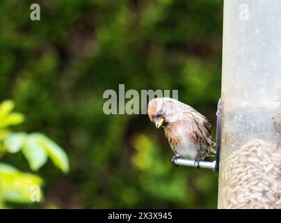 Liter Redpoll, Acanthis Kabarett auf einem Vogelfutter in einem Ambleside Garten, Lake District, Großbritannien. Stockfoto