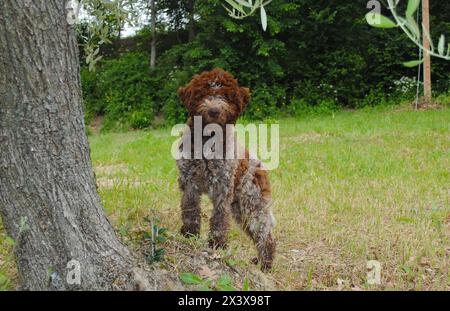 Portrait von Lagotto Romagnolo Trüffel Hund im Freien. Stockfoto