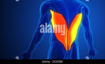 Latissimus dorsi mit blauem Hintergrund Stockfoto