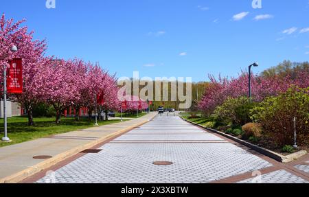 Stony Brook University in Stony Brook, New York, Suffolk County, auf Long Island. Frühlingslandschaft mit blühenden Magnolien Stockfoto